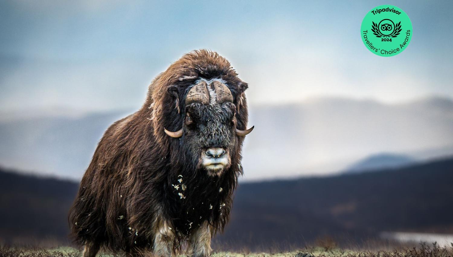 Musk Ox Safari - Public tour