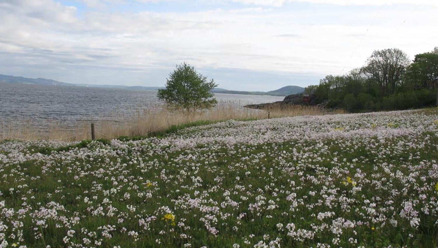 Strand i vær og vind