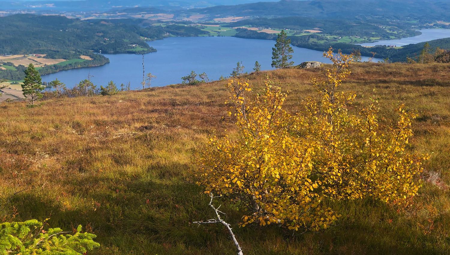 Stokkvola