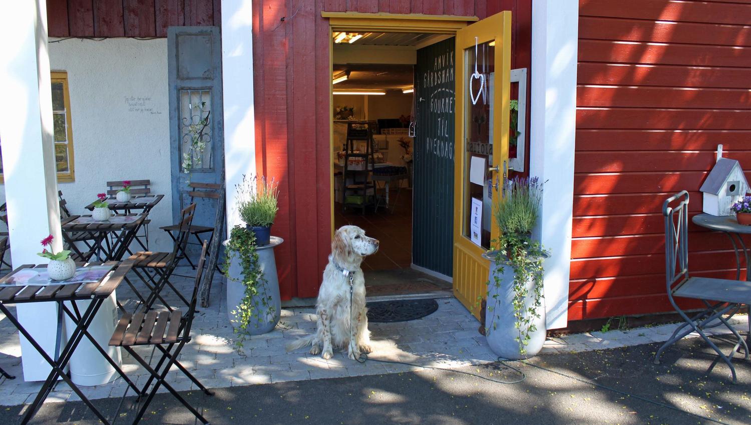 Dog in front of entrance