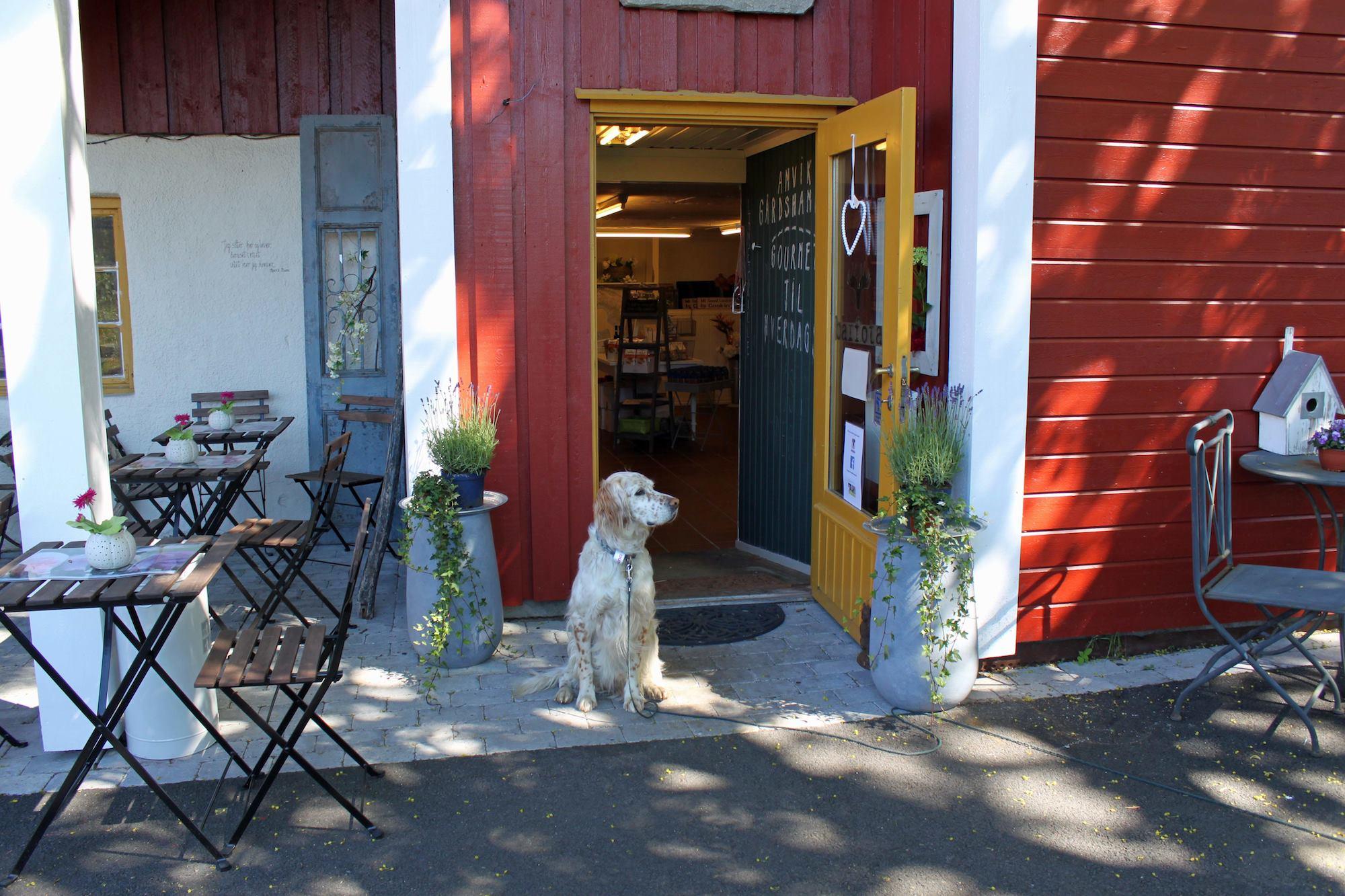 Dog in front of entrance