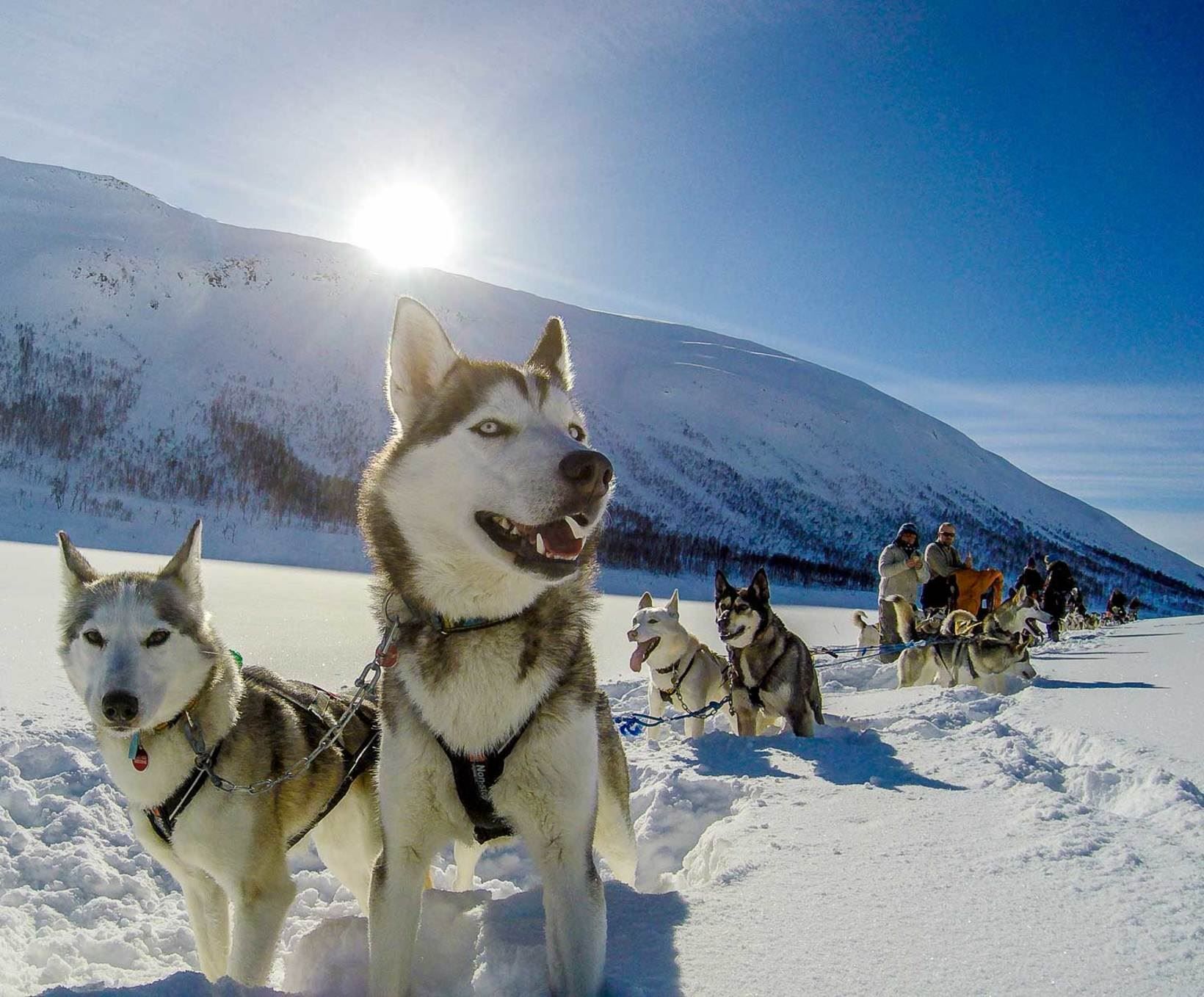 husky dogs outside in winter landscape