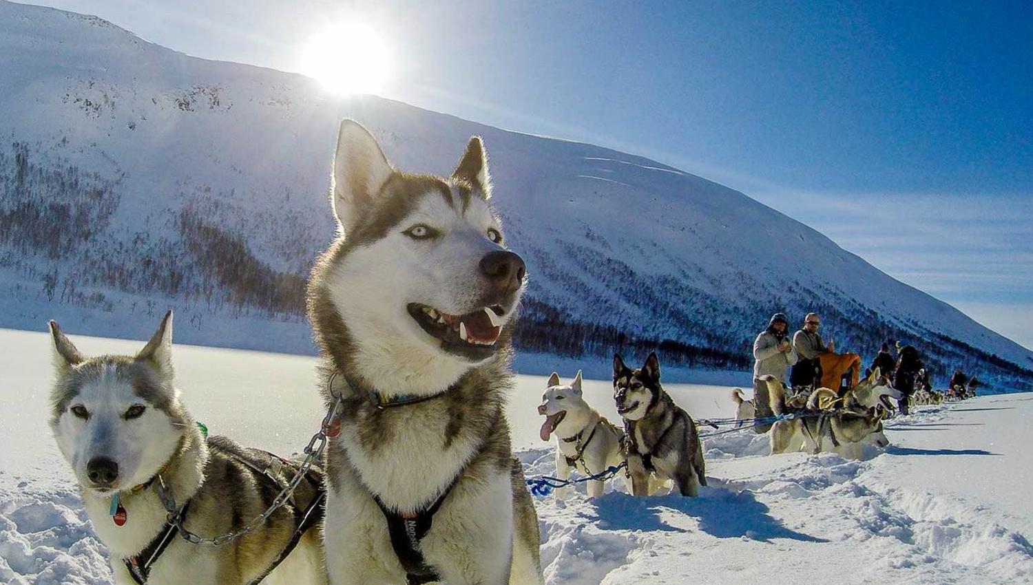 husky dogs outside in winter landscape