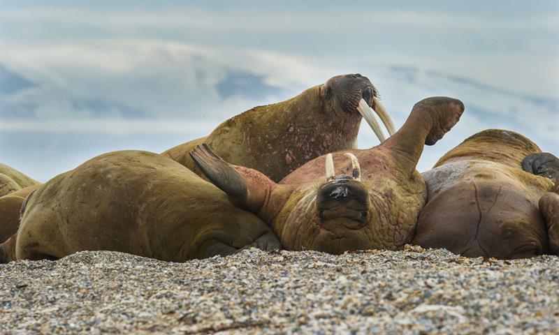 Waleruses on a beach