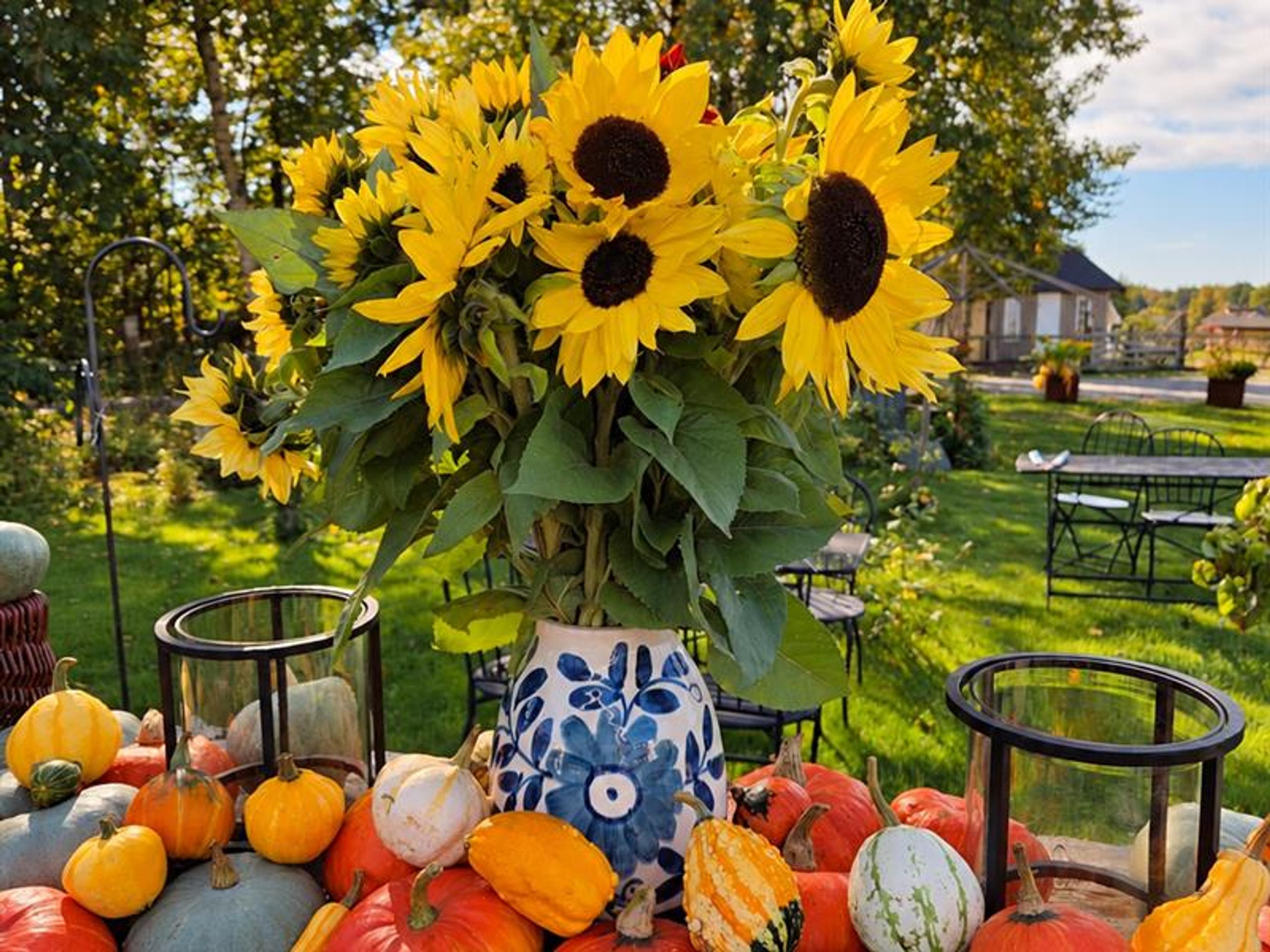 Autumn decorations – pumpkins and sunflowers in perfect harmony.