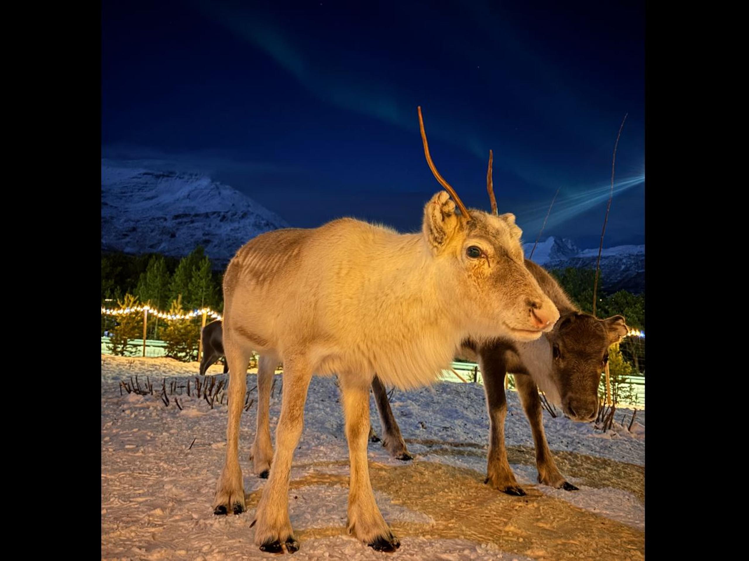 Two reindeers under the northern lights