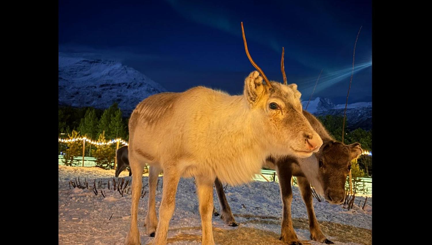 Two reindeers under the northern lights