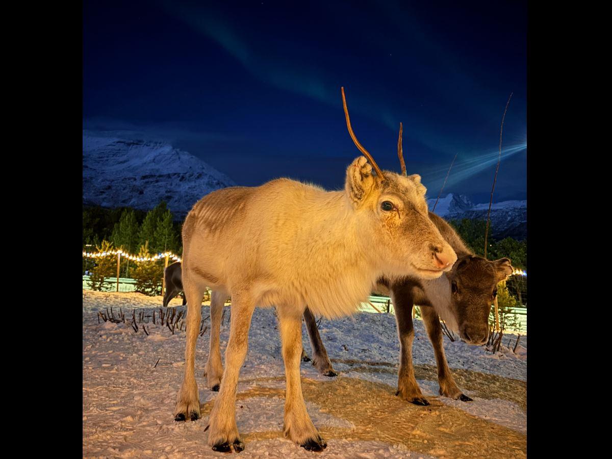 Two reindeers under the northern lights