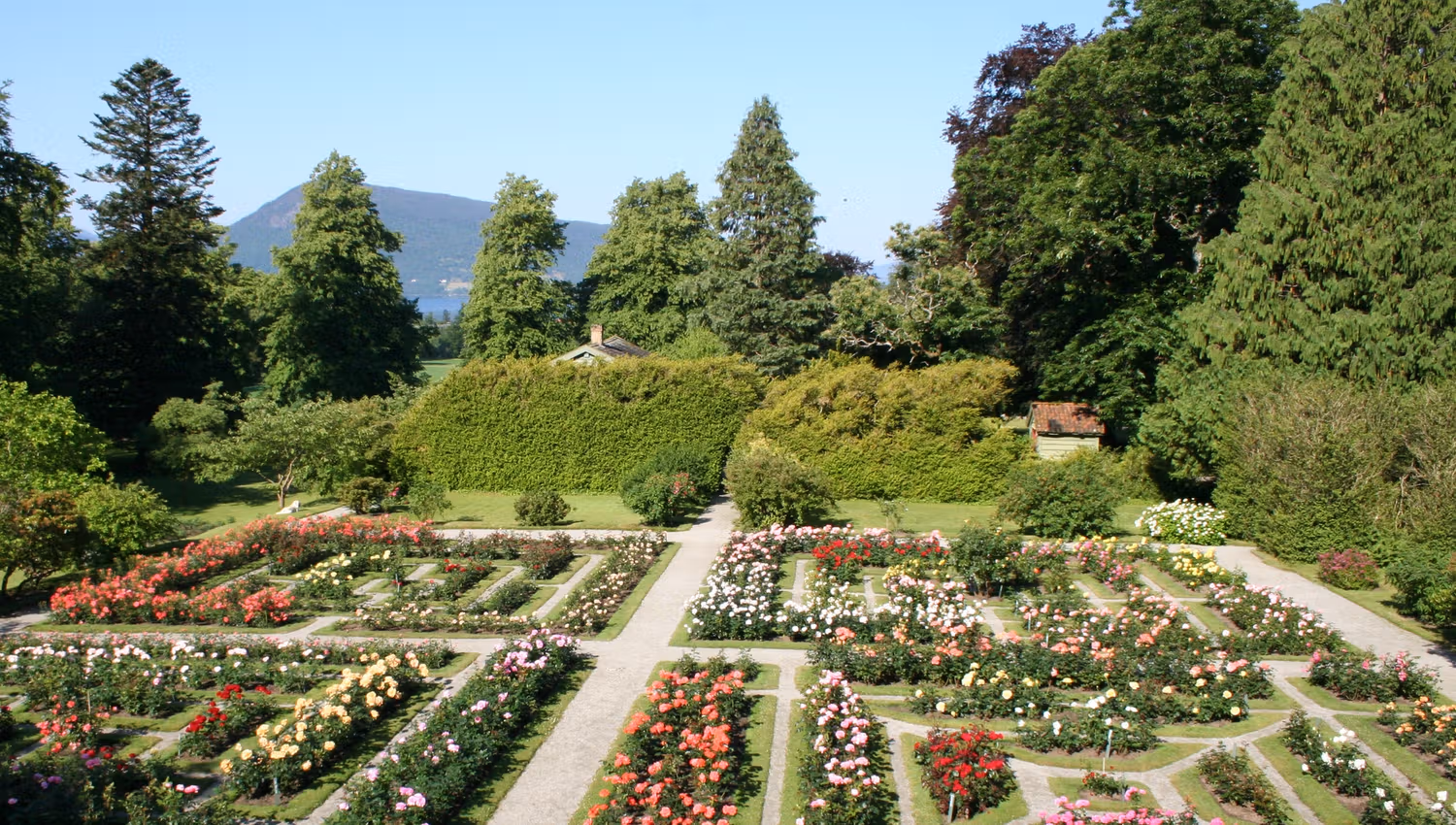 Rosehagen ved Baroniet i Rosendal med sirleg planta bed og vakre roser i full blomst.