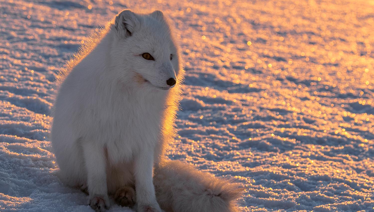 Arctic fox in winter fur, sitting on the snow in sunlight