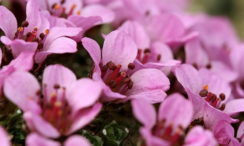 Saxifraga oppositifolia