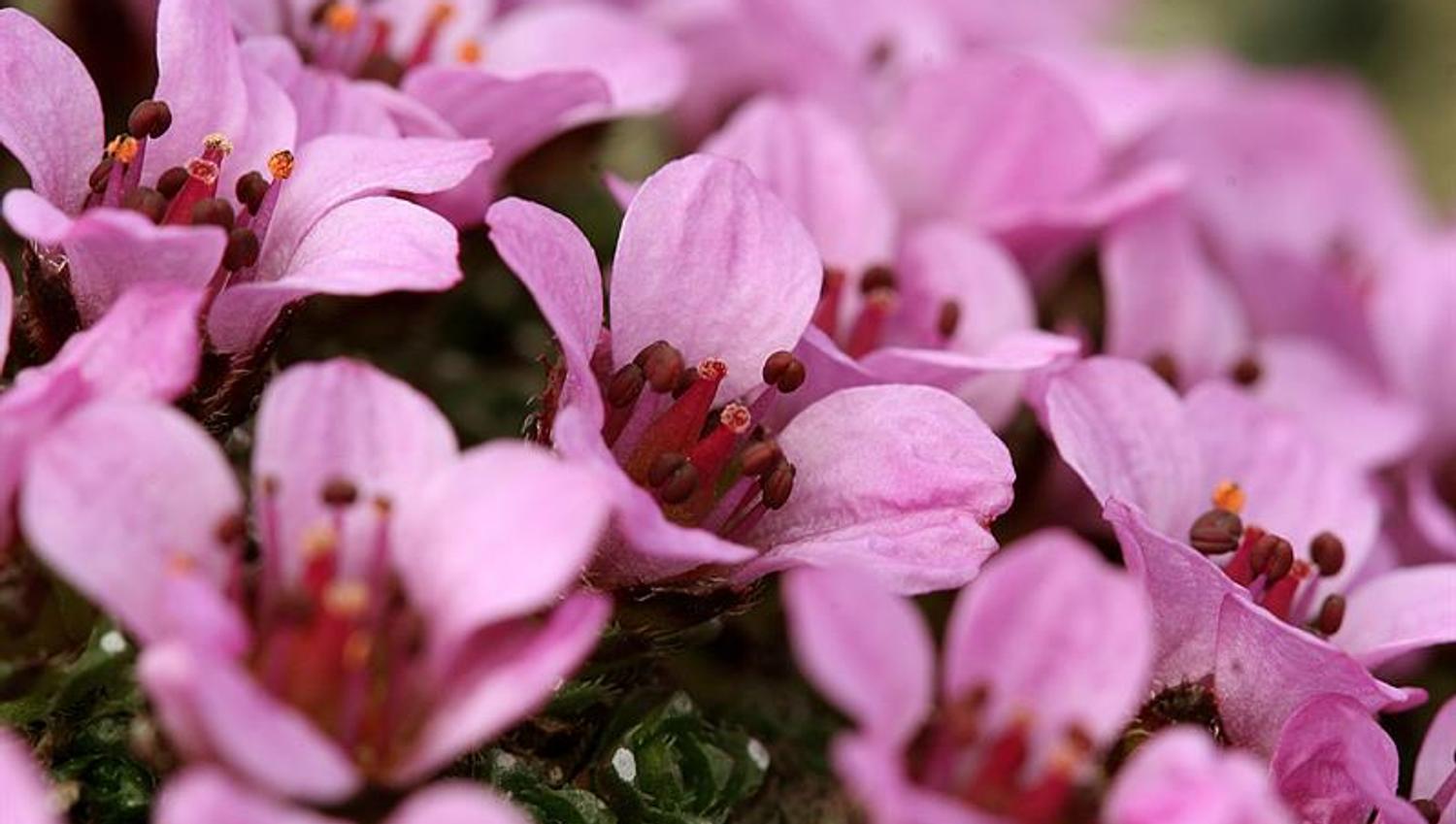 Saxifraga oppositifolia