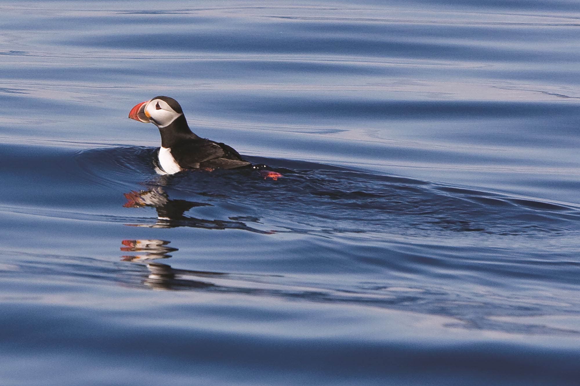 Lovund and the puffin