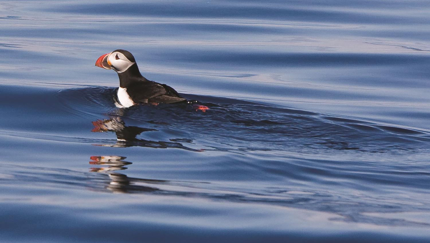 Lovund and the puffin