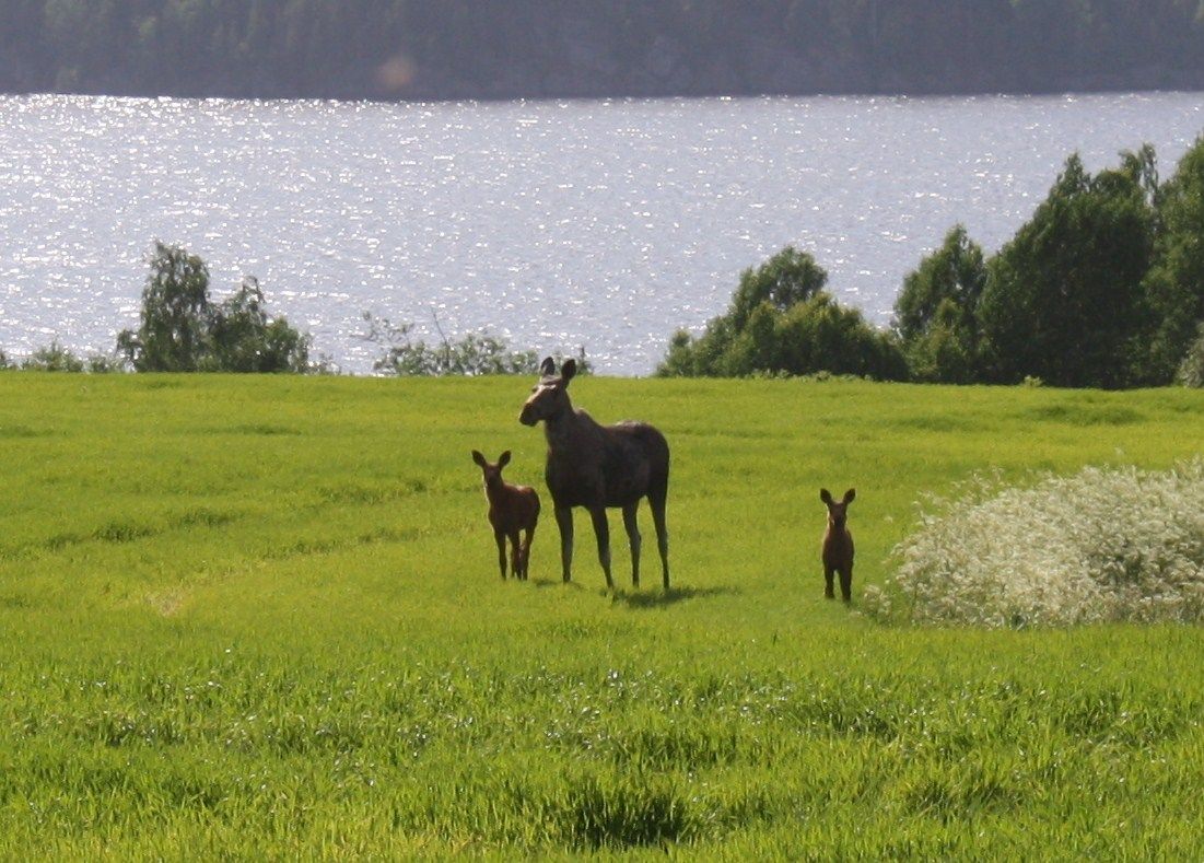 Three moose on field