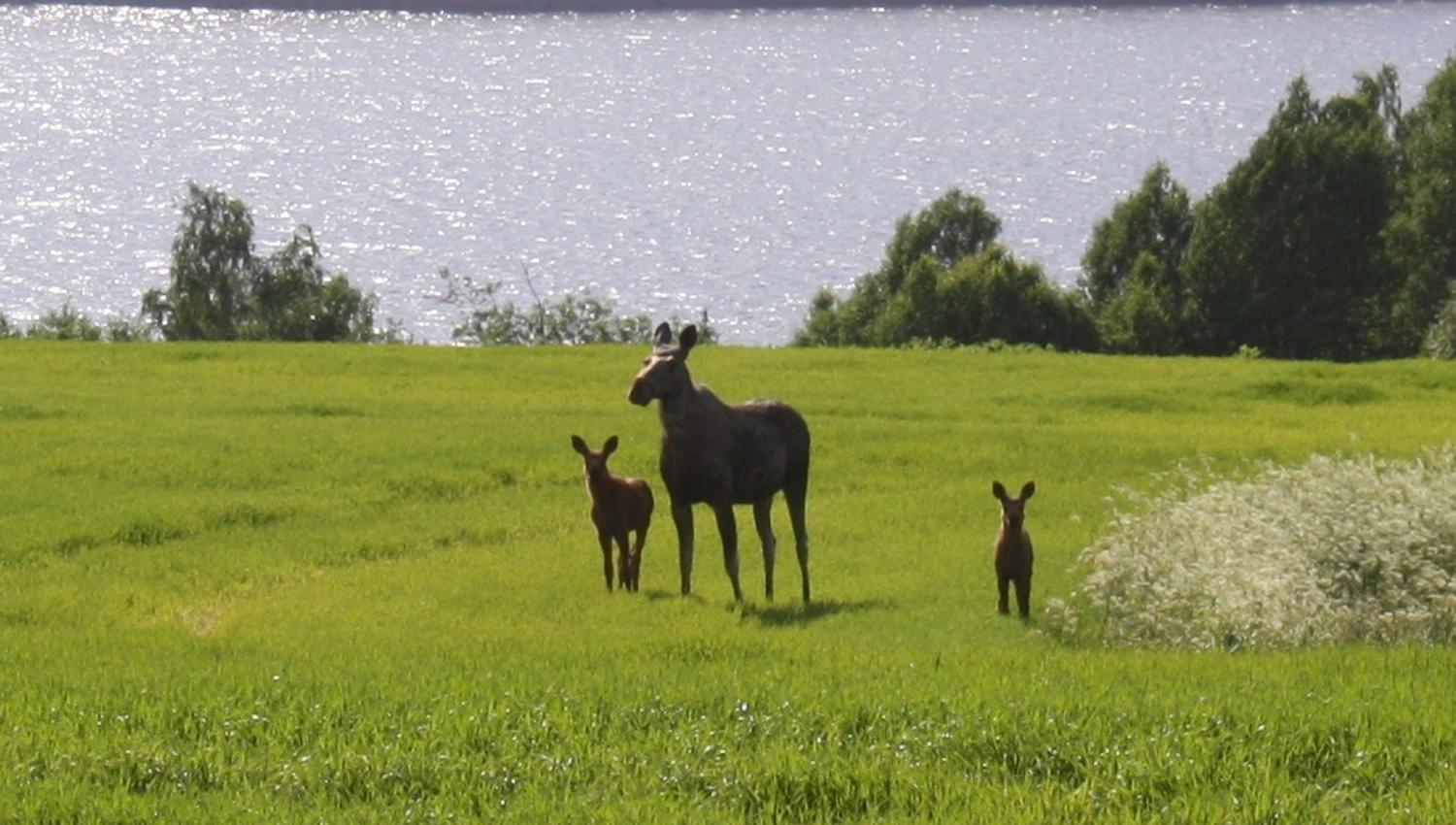 Three moose on field