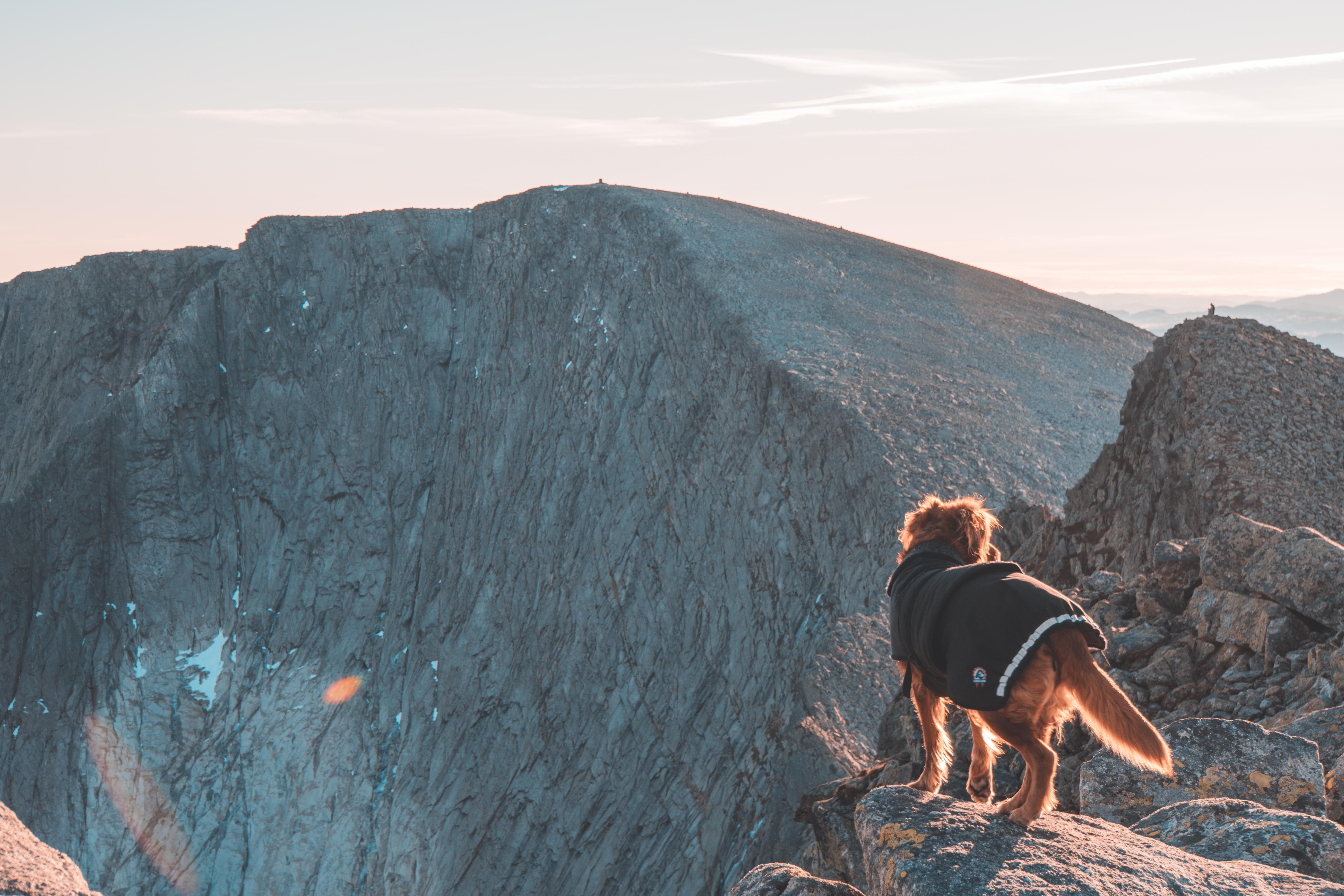 Dog standing on the rocky ridge near Ulvanosa in Hardanger, overlooking Geitadalstinden and Høgetinden along the exposed trail from Uskedalen.