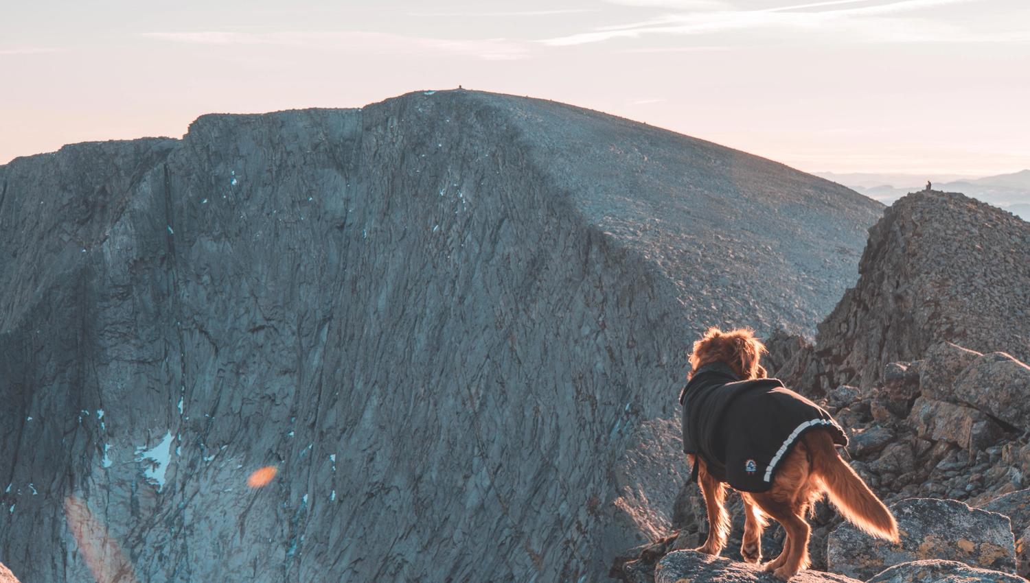 Dog standing on the rocky ridge near Ulvanosa in Hardanger, overlooking Geitadalstinden and Høgetinden along the exposed trail from Uskedalen.