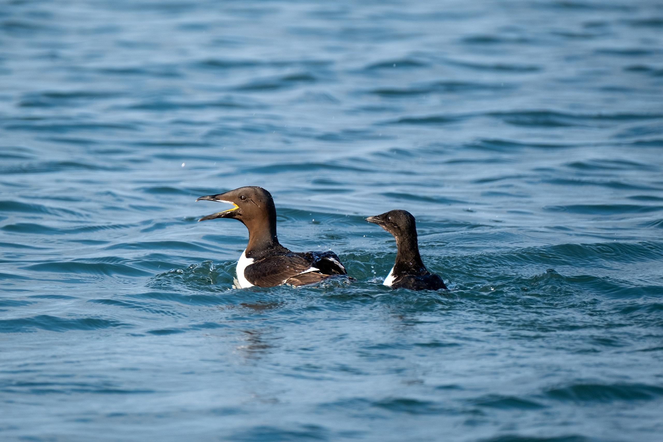 Two birds swimming in a fjord