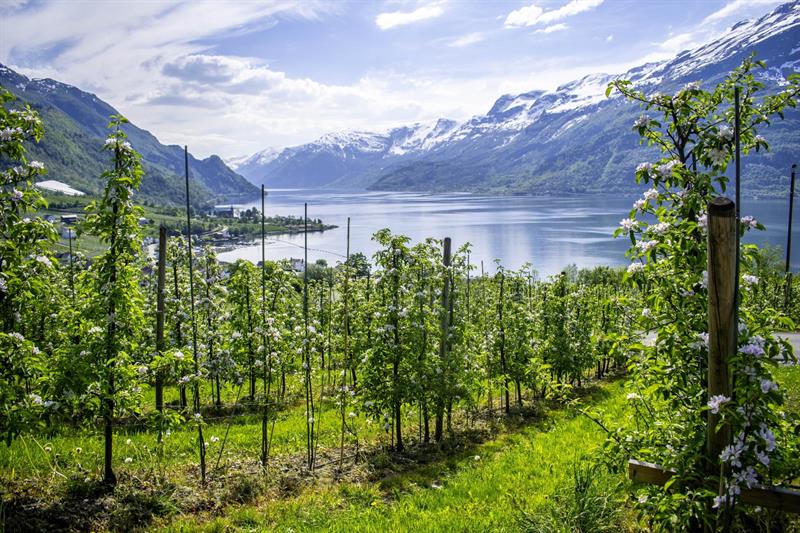 Fruit orchard in Hardanger