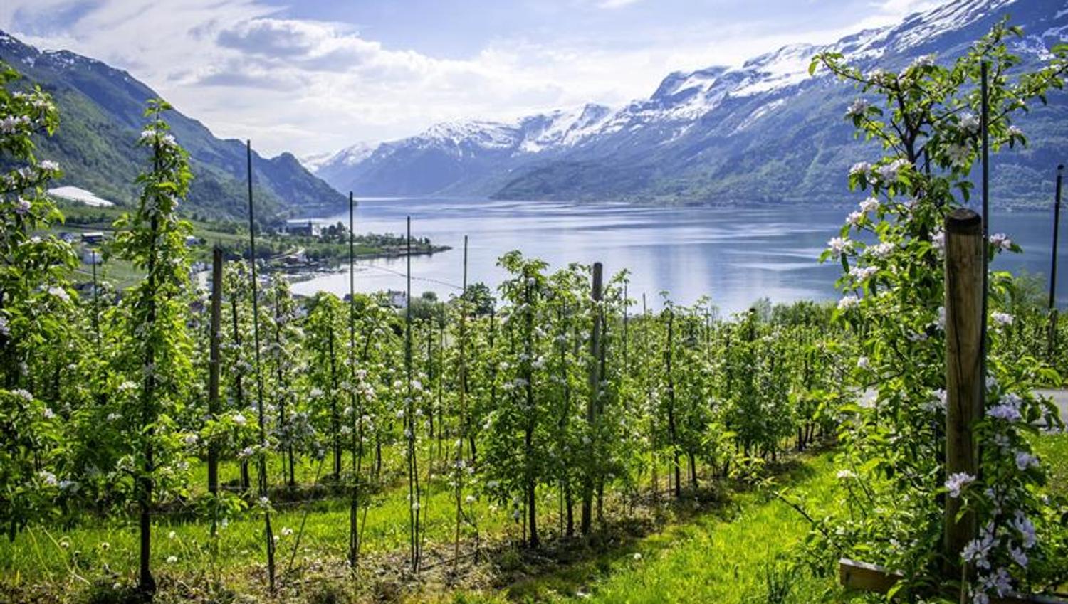 Fruit orchard in Hardanger
