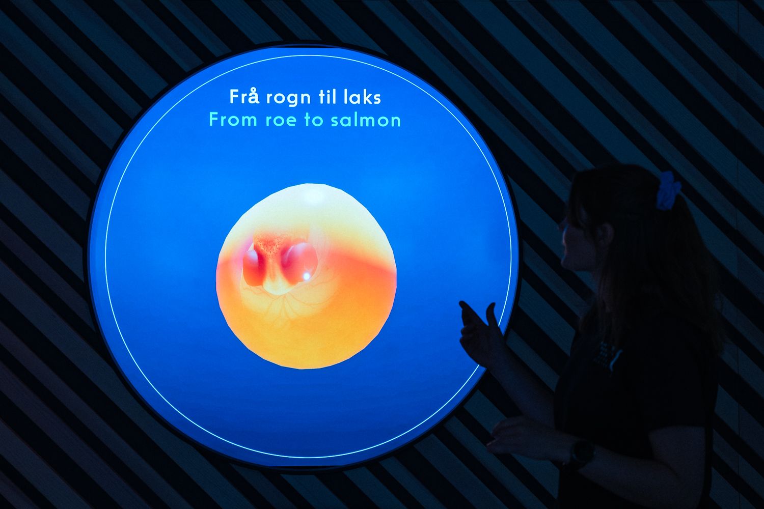 Guide explaining the development from roe to salmon in the interactive exhibition at Hardanger Aquaculture Centre.