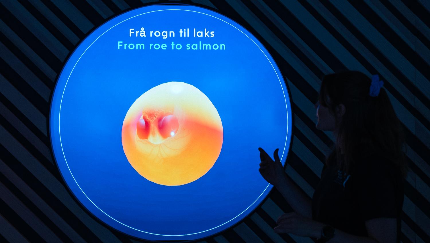 Guide explaining the development from roe to salmon in the interactive exhibition at Hardanger Aquaculture Centre.