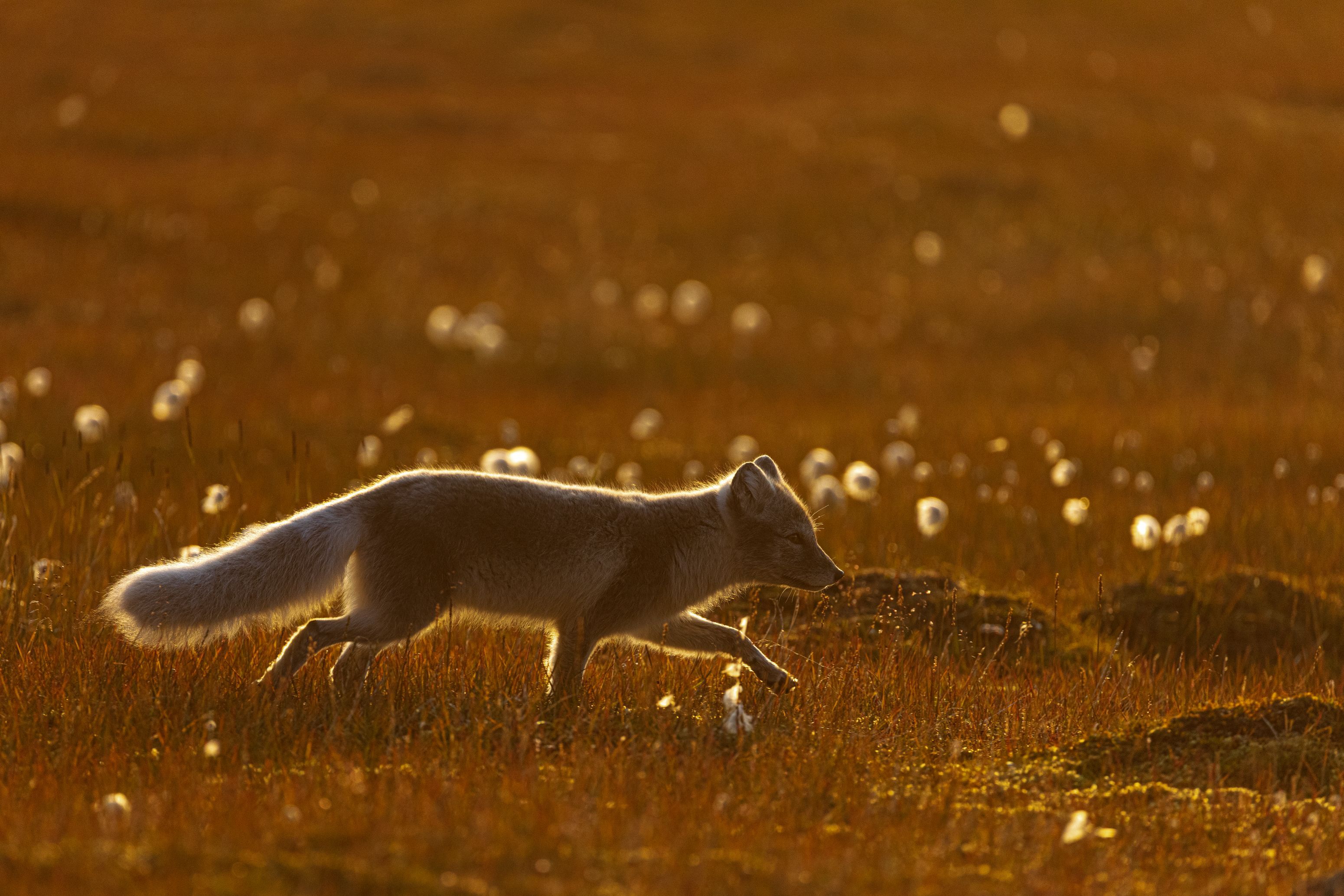Fjellrev på tundra.