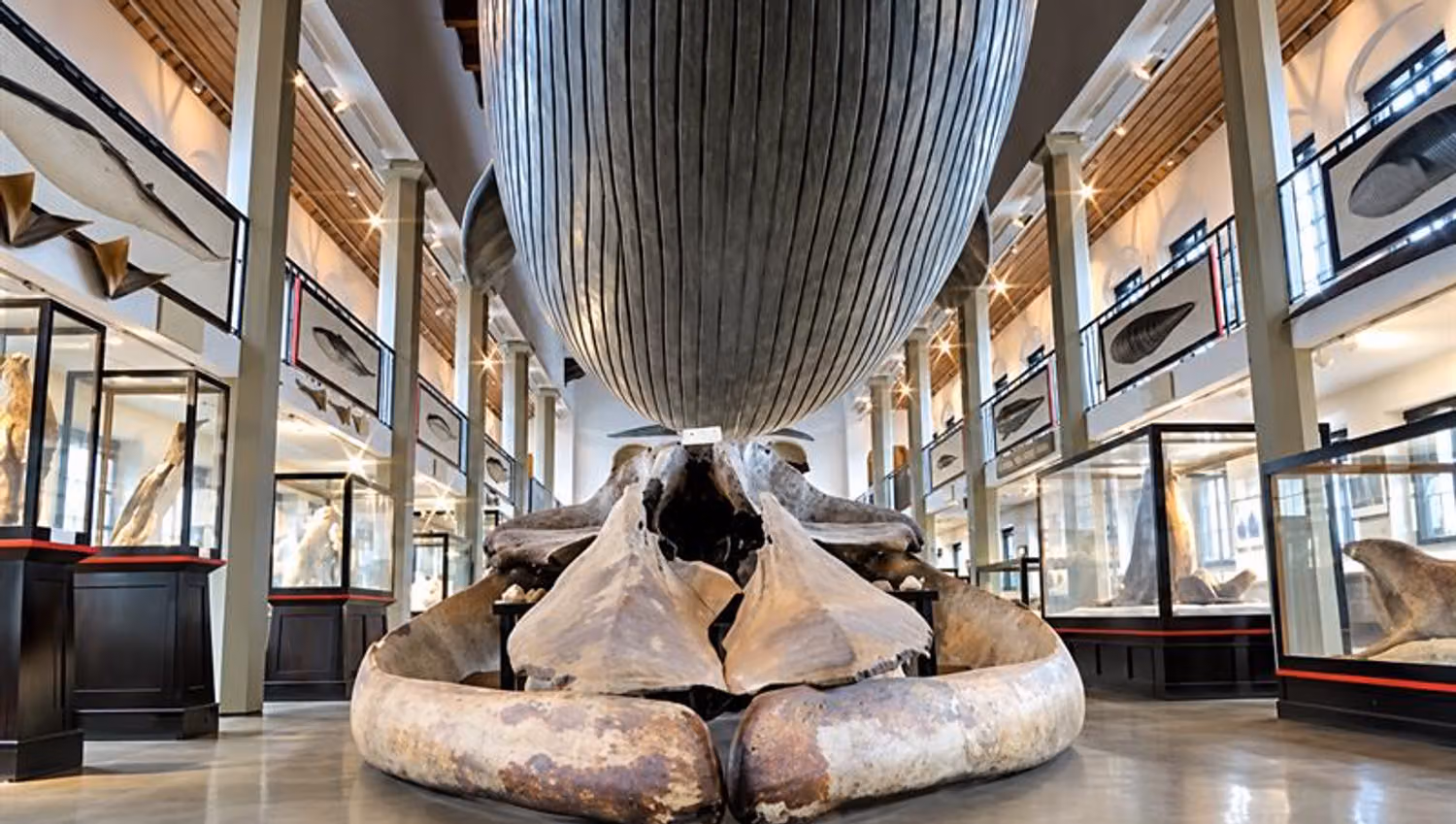 Life-size blue whale model suspended above a whale skeleton in the zoological exhibition at the Whaling Museum in Sandefjord.