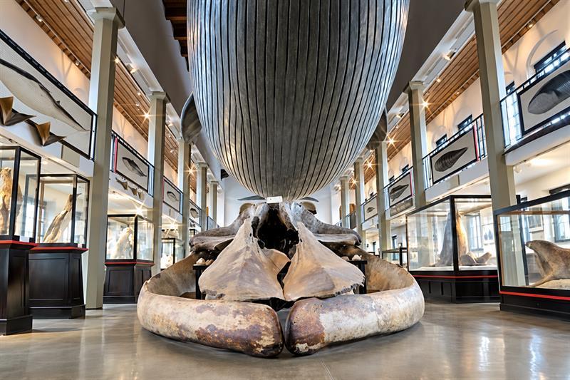 Life-size blue whale model suspended above a whale skeleton in the zoological exhibition at the Whaling Museum in Sandefjord.