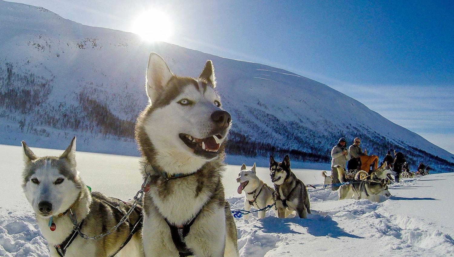 Alaskan husky dog sled in a sunny and snowy landscape