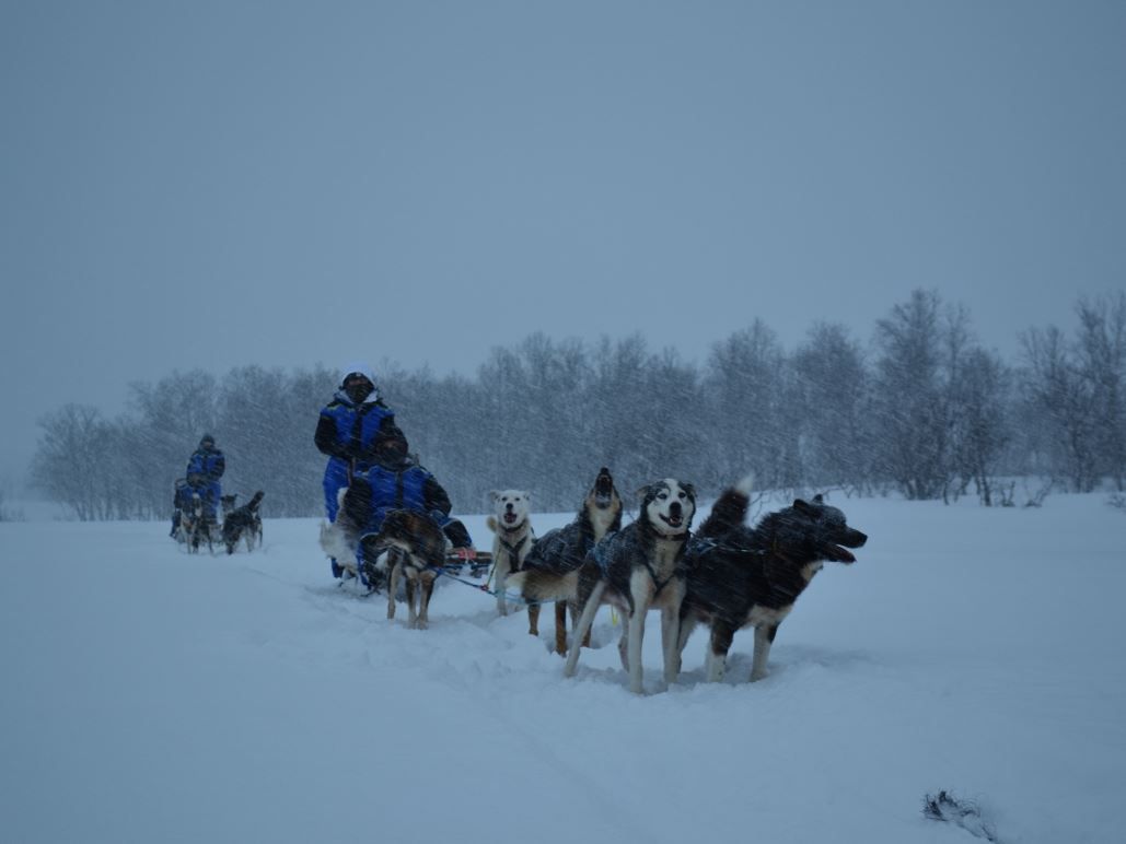 Dog team travelling through falling snow in the Skibotn Valley