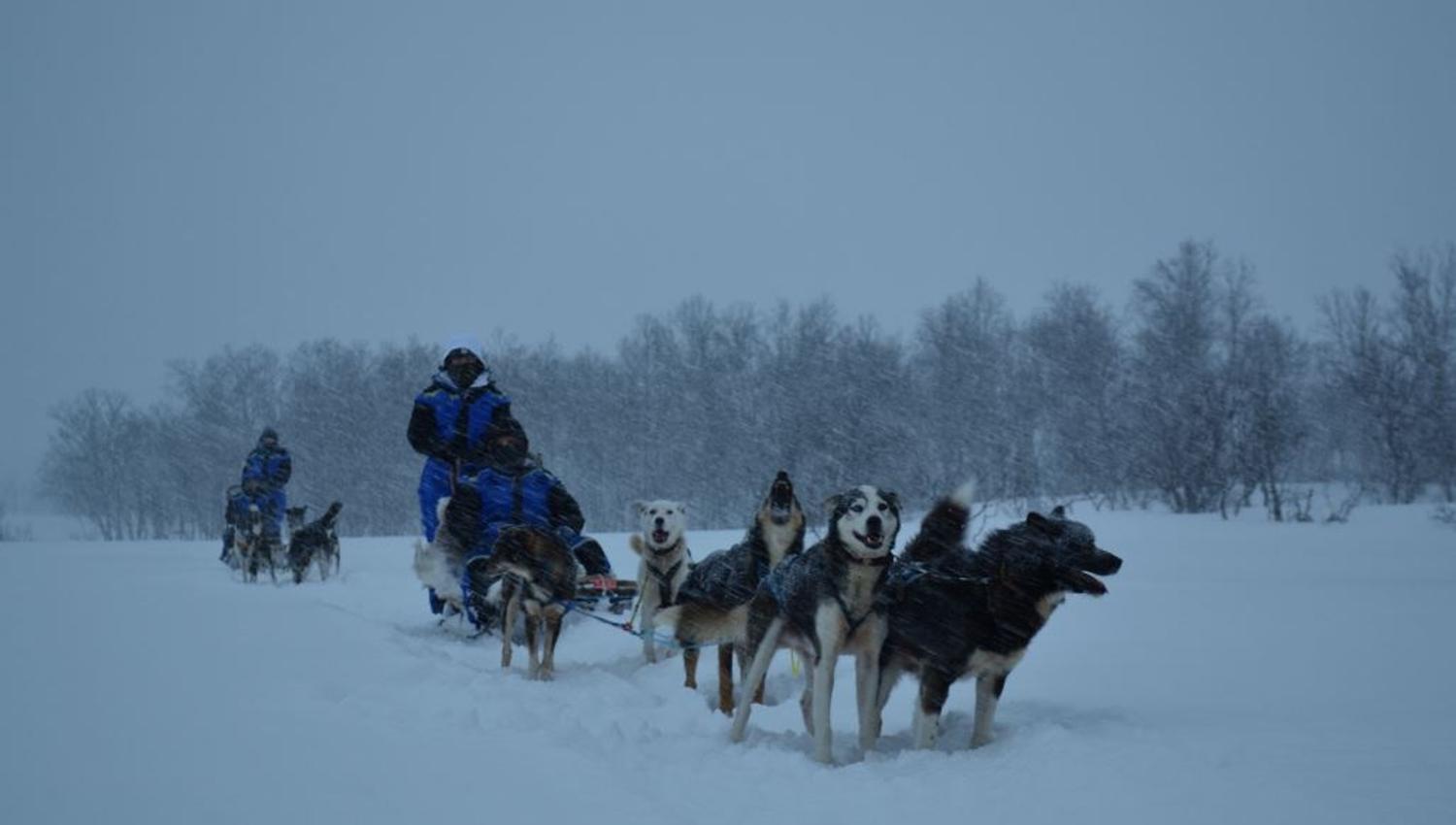Dog team travelling through falling snow in the Skibotn Valley