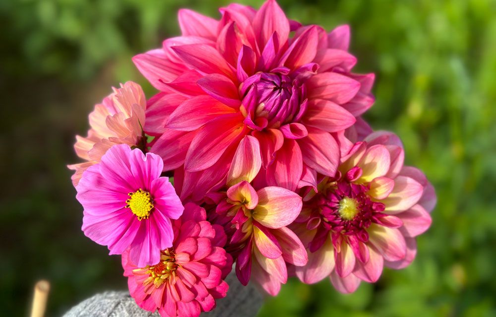 Notodden_sommer_blomster-på-Nordre-Ramberg-Gård_1000x639