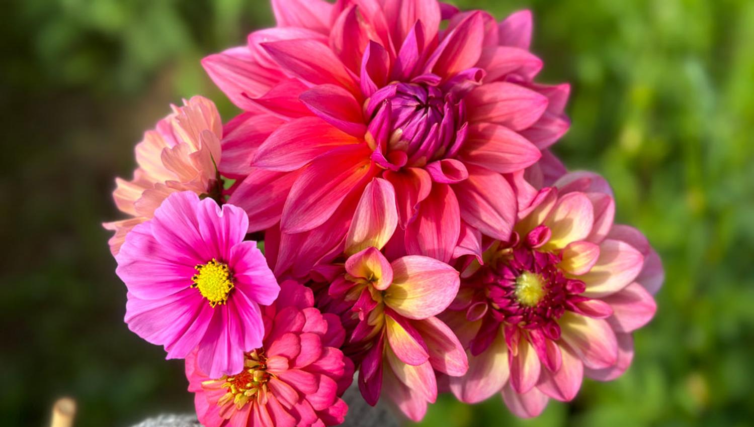 Notodden_sommer_blomster-på-Nordre-Ramberg-Gård_1000x639