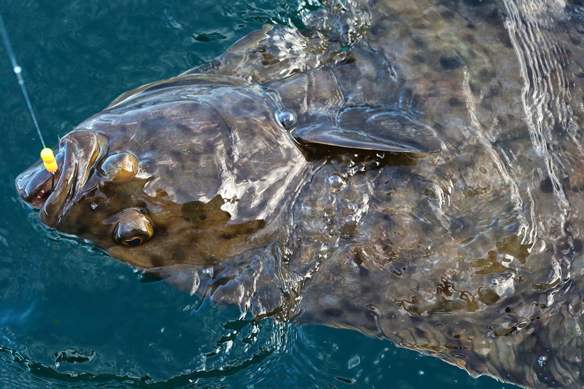 Big catch