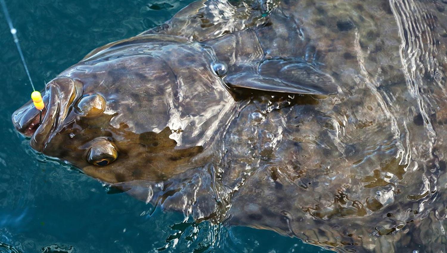 Big catch