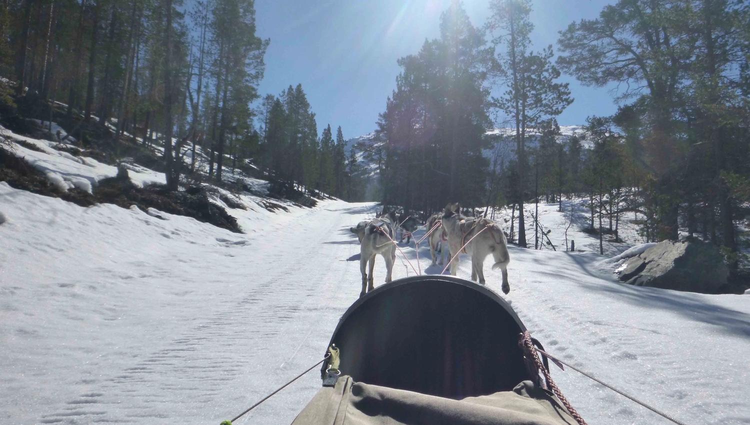 Dog sledding tours