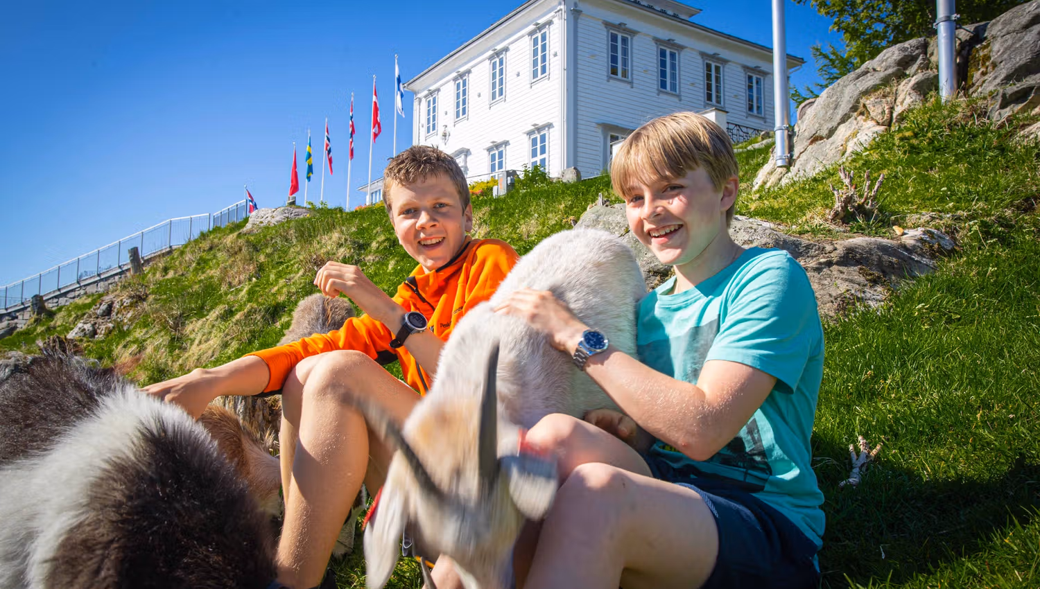 Geitene på Fløyen