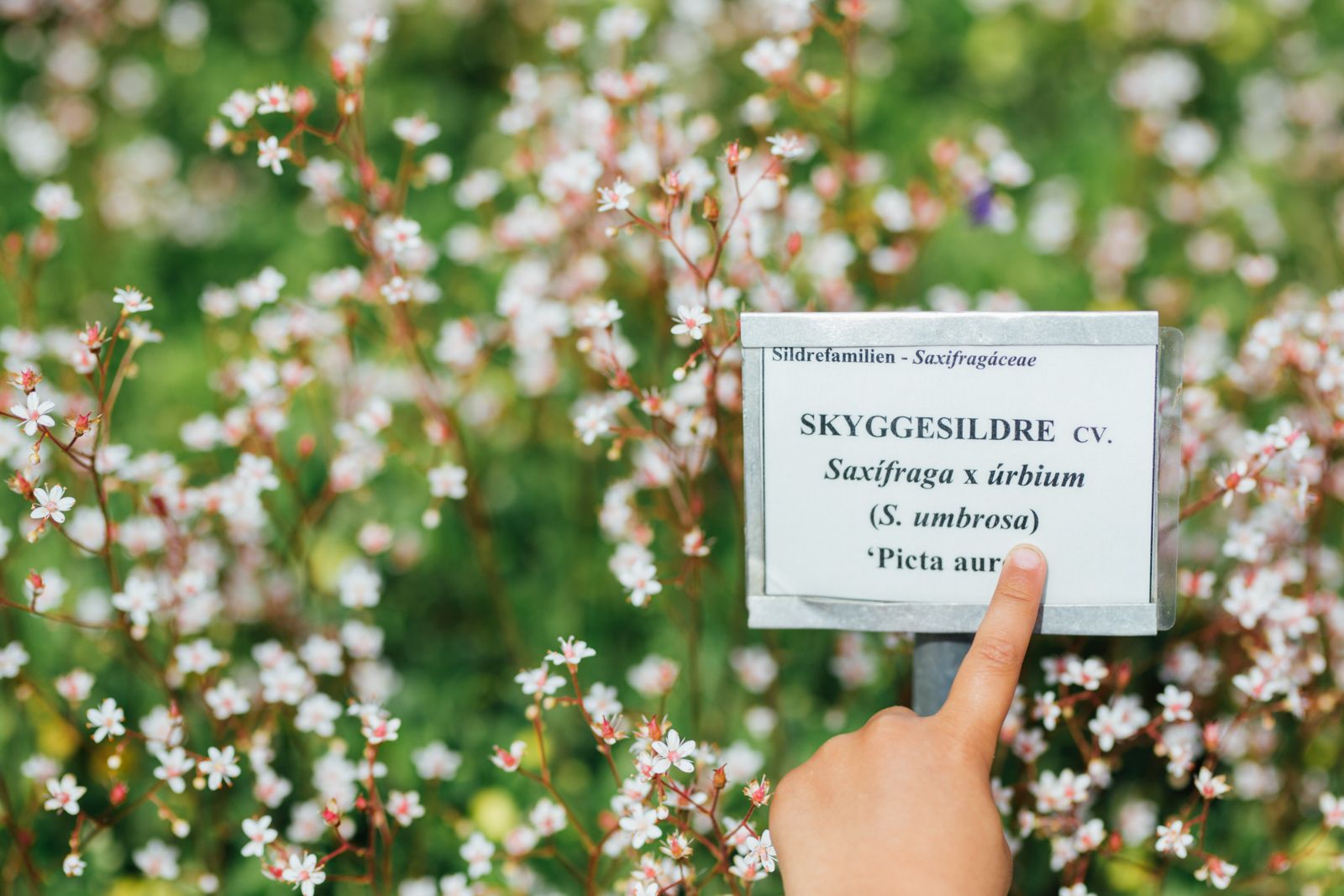 Vitenparken i Ås, planteskilt.