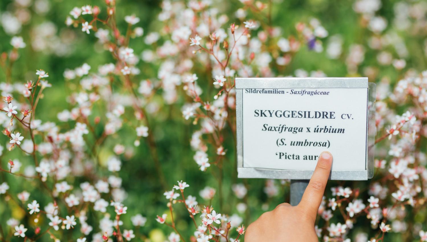 Vitenparken i Ås, planteskilt.