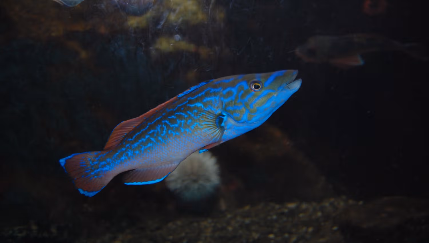 Blå fisk i vann, drøbak akvarium