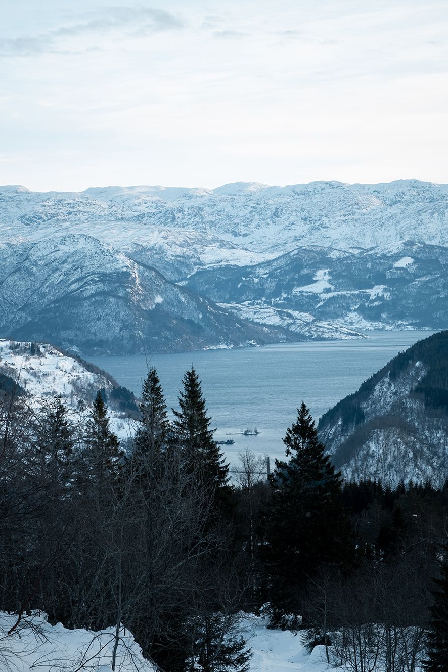 Snow-covered trees with the Hardangerfjord in the background.