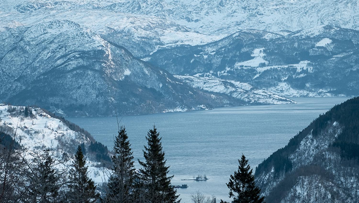 Snow-covered trees with the Hardangerfjord in the background.