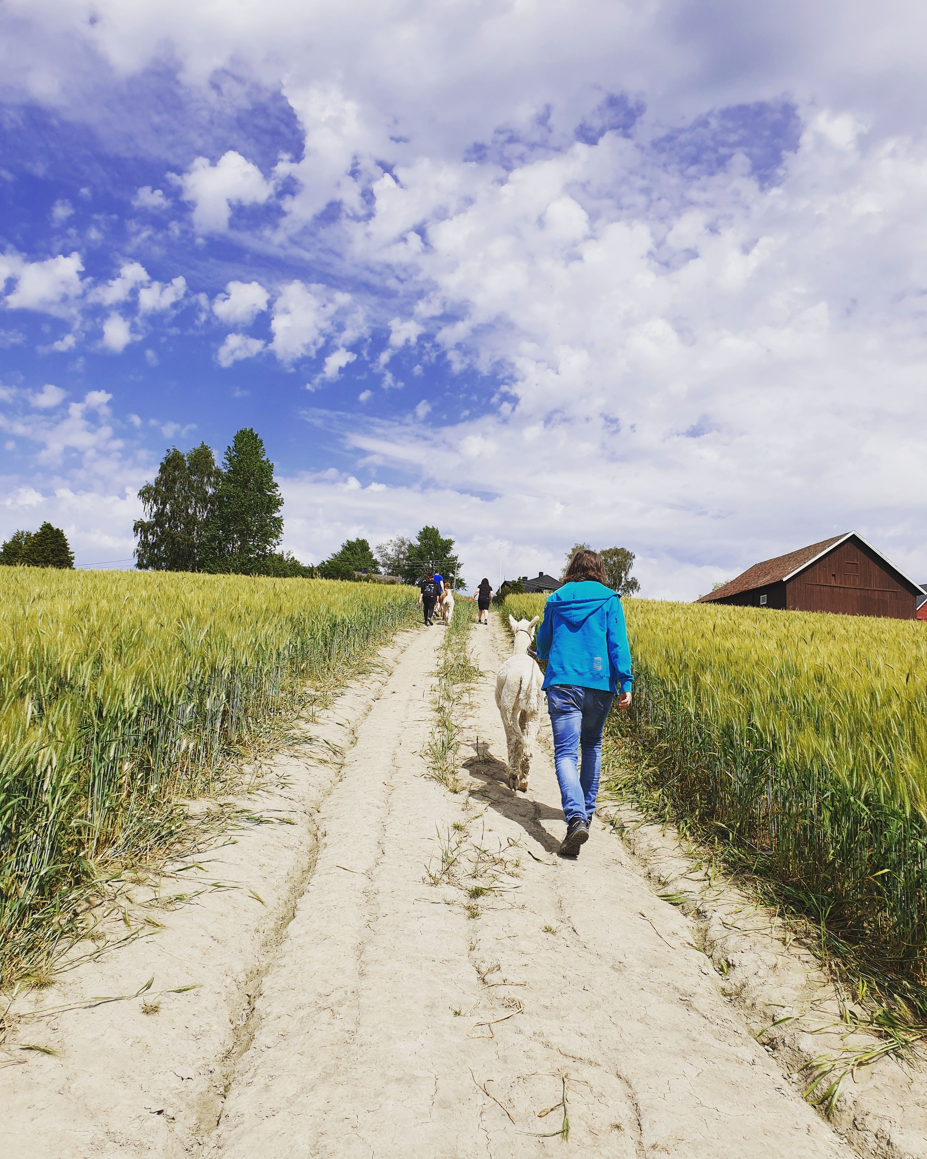 man walking with an alpaca