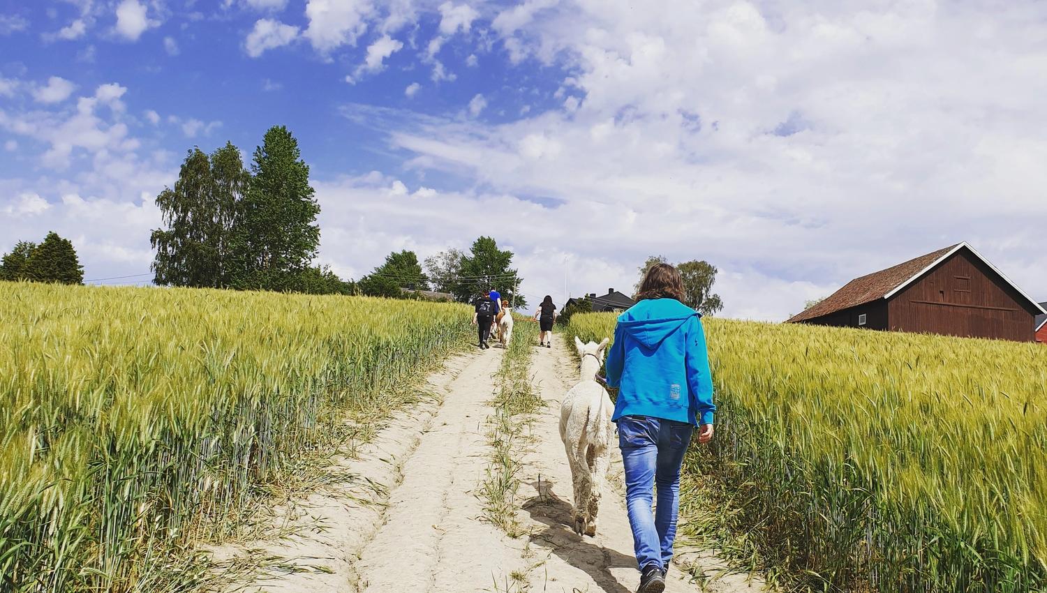 man walking with an alpaca