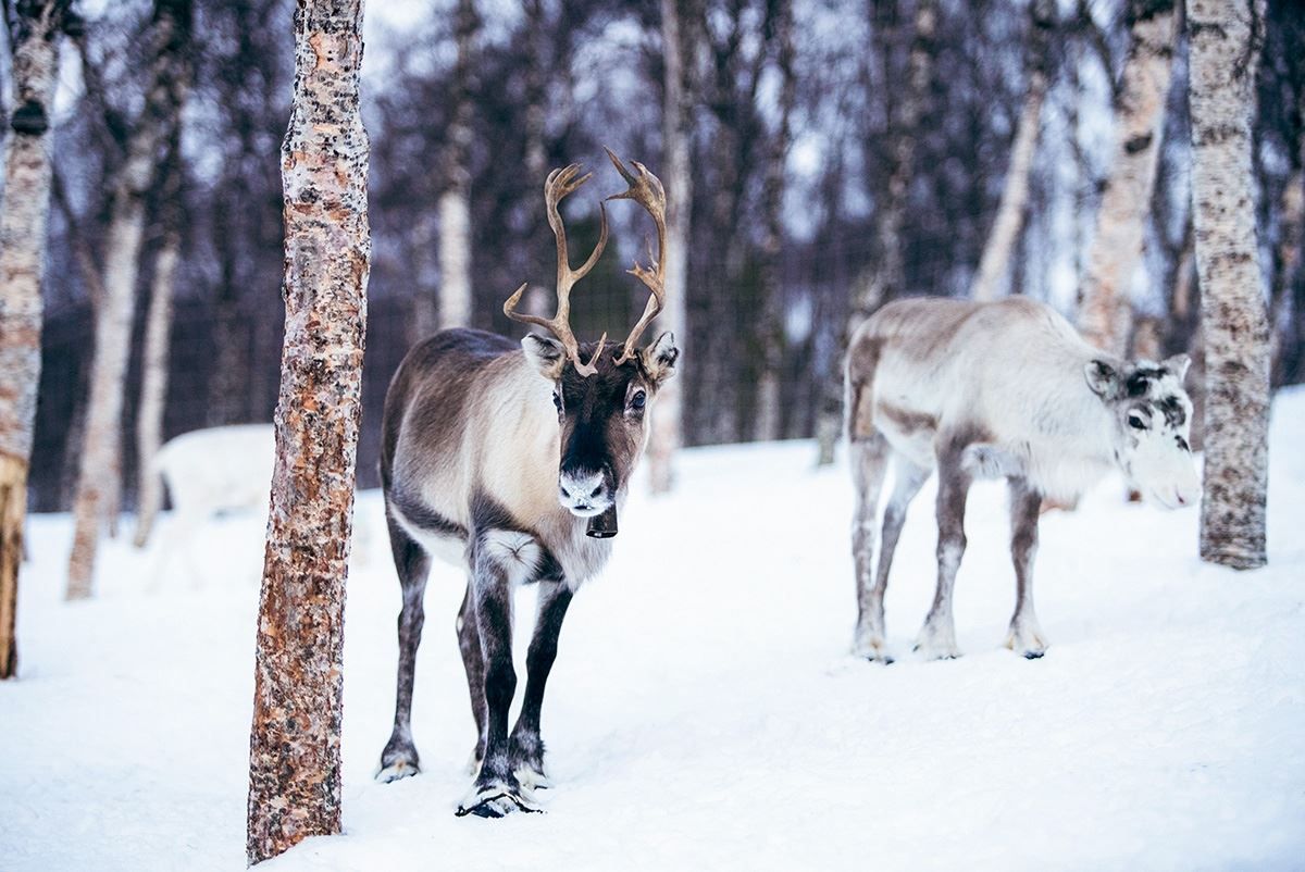 Reinsdyr titter på tilskuerne