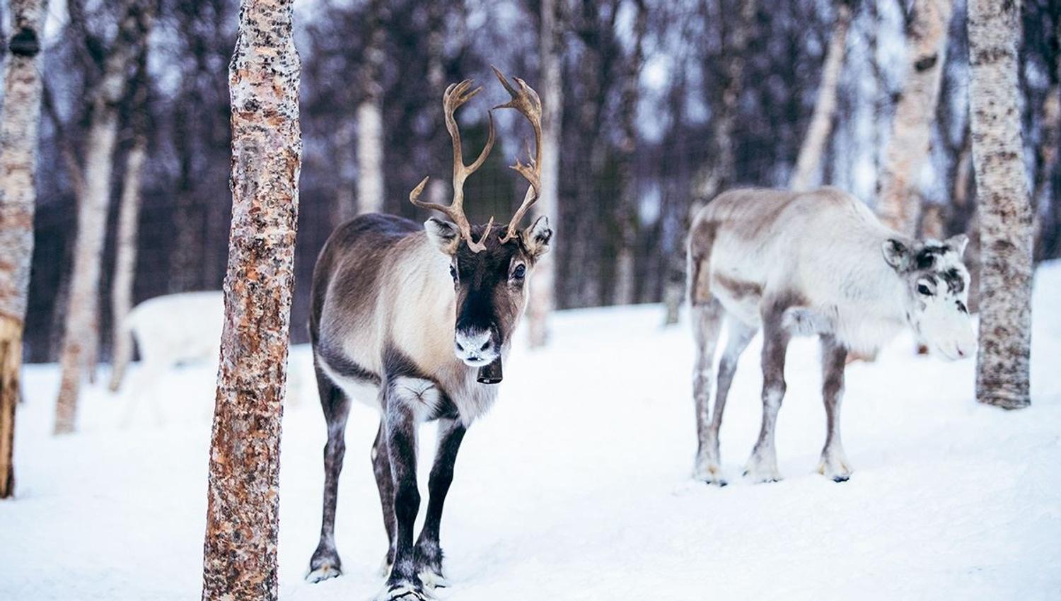 Reinsdyr titter på tilskuerne