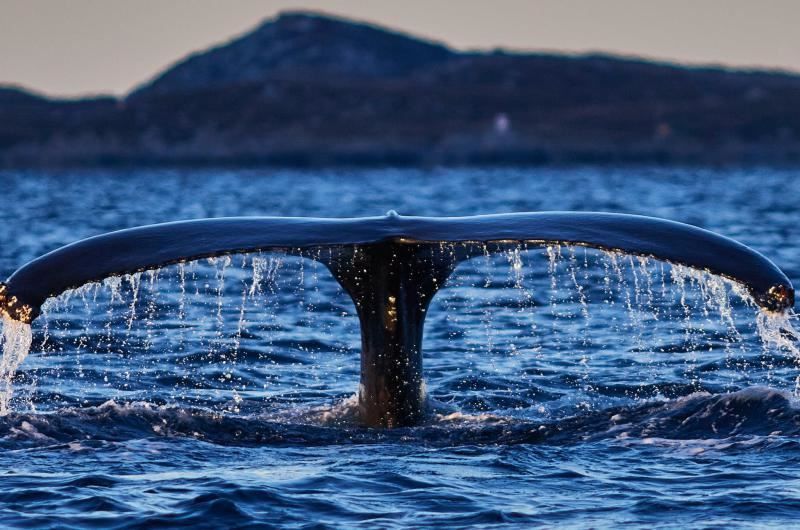 whale