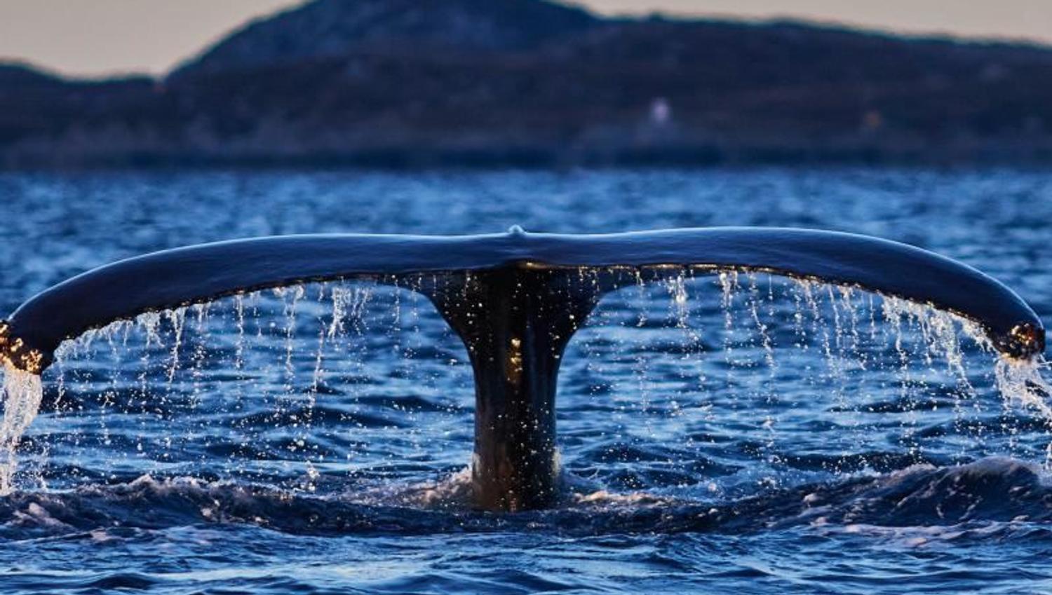whale